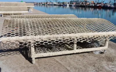 El Puerto de Algeciras instala seis microarrecifes biomiméticos para aumentar la biodiversidad marina