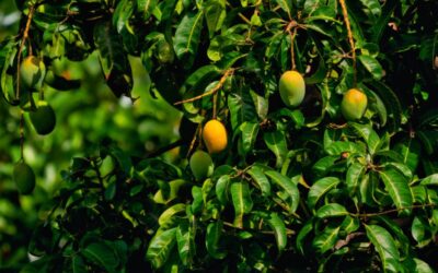 El mango: investigación, cultivo y su impulso exportador
