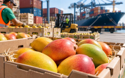 Ecuador dispara sus exportaciones de mango un 162% en el primer semestre